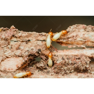 白蟻.jpg